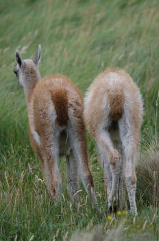 Cubs of guanaco Lama guanicoe. Torres del Paine National Park. Ultima Esperanza Province. Magallanes and Chilean Antarctic Region. Chile.