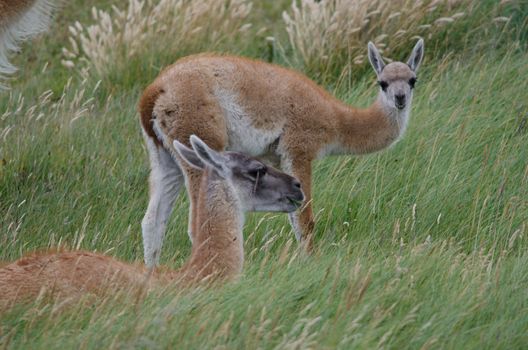 Female guanaco Lama guanicoe with its cub. Torres del Paine National Park. Ultima Esperanza Province. Magallanes and Chilean Antarctic Region. Chile.