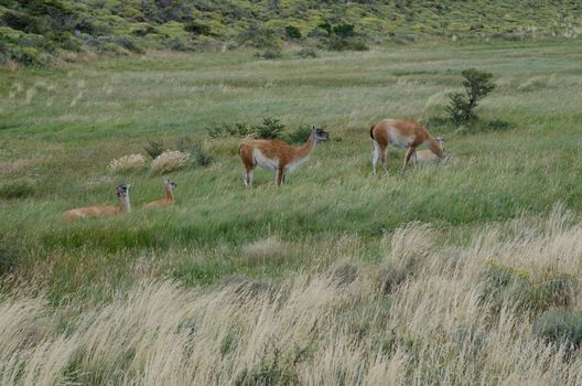 Females guanacos Lama guanicoe with theirs cubs. Torres del Paine National Park. Ultima Esperanza Province. Magallanes and Chilean Antarctic Region. Chile.