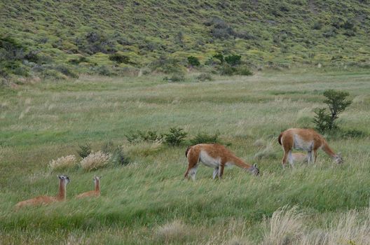 Females guanacos Lama guanicoe with theirs cubs. Torres del Paine National Park. Ultima Esperanza Province. Magallanes and Chilean Antarctic Region. Chile.