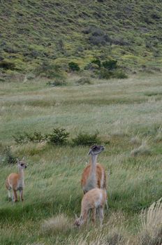 Female guanaco Lama guanicoe with its cubs. Torres del Paine National Park. Ultima Esperanza Province. Magallanes and Chilean Antarctic Region. Chile.