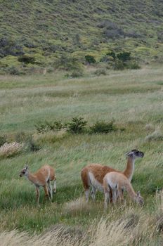 Female guanaco Lama guanicoe with its cubs. Torres del Paine National Park. Ultima Esperanza Province. Magallanes and Chilean Antarctic Region. Chile.