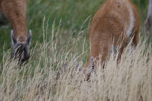 Guanacos Lama guanicoe grazing with cub in the foreground. Torres del Paine National Park. Ultima Esperanza Province. Magallanes and Chilean Antarctic Region. Chile.