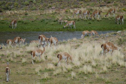 Herd of guanacos Lama guanicoe. Torres del Paine National Park. Ultima Esperanza Province. Magallanes and Chilean Antarctic Region. Chile.