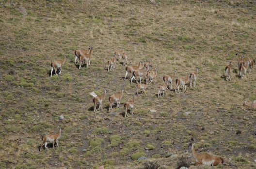 Herd of guanacos Lama guanicoe. Torres del Paine National Park. Ultima Esperanza Province. Magallanes and Chilean Antarctic Region. Chile.
