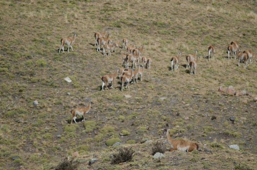 Guanacos Lama guanicoe in Torres del Paine National Park. Ultima Esperanza Province. Magallanes and Chilean Antarctic Region. Chile.