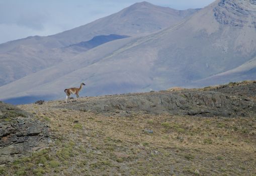 Guanaco Lama guanicoe in Torres del Paine National Park. Ultima Esperanza Province. Magallanes and Chilean Antarctic Region. Chile.