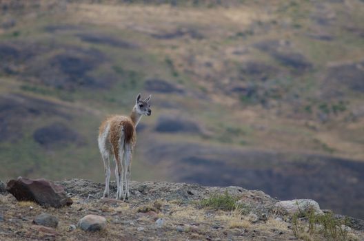 Guanaco Lama guanicoe in Torres del Paine National Park. Ultima Esperanza Province. Magallanes and Chilean Antarctic Region. Chile.