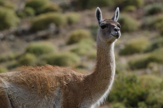 Guanaco Lama guanicoe in Torres del Paine National Park. Ultima Esperanza Province. Magallanes and Chilean Antarctic Region. Chile.