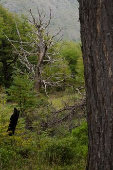 Dead tree in Torres del Paine National Park. Ultima Esperanza Province. Magallanes and Chilean Antarctic Region. Chile.