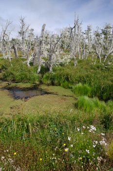 Forest and lagoons in the Chilean Patagonia. Magallanes and Chilean Antarctic Region. Chile.