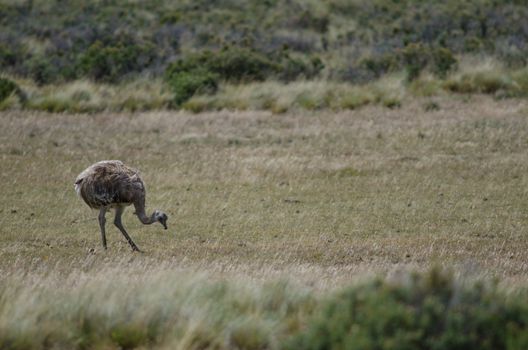 Darwin's rhea Rhea pennata searching for food. Chilean Patagonia. Magallanes and Chilean Antarctic Region. Chile.