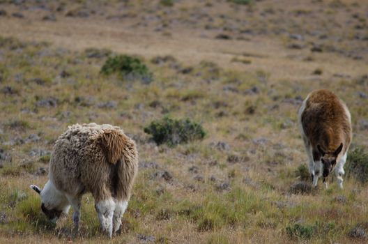 Llamas Lama glama grazing in a meadow. Chilean Patagonia. Magallanes and Chilean Antarctic Region. Chile.
