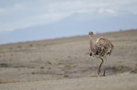 Darwin's rhea Rhea pennata in the Pecket Harbour Reserve. Magallanes Province. Magallanes and Chilean Antarctic Region. Chile.