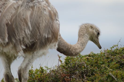 Darwin's rhea Rhea pennata searching for food. Pecket Harbour Reserve. Magallanes Province. Magallanes and Chilean Antarctic Region. Chile.