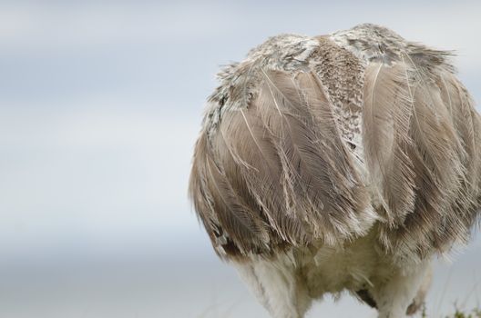 Back view of a Darwin's rhea Rhea pennata. Pecket Harbour Reserve. Magallanes Province. Magallanes and Chilean Antarctic Region. Chile.