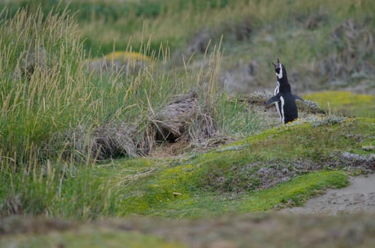 Magellanic penguin Spheniscus magellanicus calling. Otway Sound and Penguin Reserve. Magallanes Province. Magallanes and Chilean Antarctic Region. Chile.
