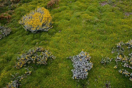 Plants of Senecio sp. and ground covered by vegetation. Otway Sound and Penguin Reserve. Magallanes Province. Magallanes and Chilean Antarctic Region. Chile.