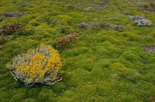 Plant of Senecio sp. in flowering and ground covered by vegetation. Otway Sound and Penguin Reserve. Magallanes Province. Magallanes and Chilean Antarctic Region. Chile.