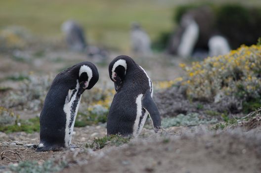 Magellanic penguins Spheniscus magellanicus preening. Otway Sound and Penguin Reserve. Magallanes Province. Magallanes and Chilean Antarctic Region. Chile.