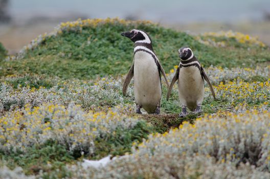 Magellanic penguins Spheniscus magellanicus in the Otway Sound and Penguin Reserve. Magallanes Province. Magallanes and Chilean Antarctic Region. Chile.