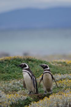 Magellanic penguins Spheniscus magellanicus in the Otway Sound and Penguin Reserve. Magallanes Province. Magallanes and Chilean Antarctic Region. Chile.