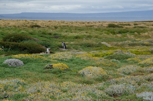 Magellanic penguins Spheniscus magellanicus in the Otway Sound and Penguin Reserve. Magallanes Province. Magallanes and Chilean Antarctic Region. Chile.