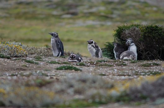 Juveniles and adults of Magellanic penguins Spheniscus magellanicus. Otway Sound and Penguin Reserve. Magallanes Province. Magallanes and Chilean Antarctic Region. Chile.