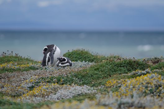 Magellanic penguins Spheniscus magellanicus in the Otway Sound and Penguin Reserve. Magallanes Province. Magallanes and Chilean Antarctic Region. Chile.