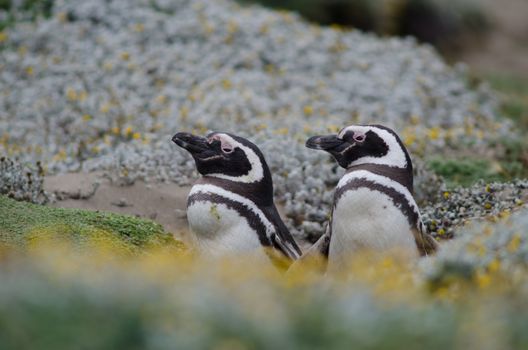 Magellanic penguins Spheniscus magellanicus in the Otway Sound and Penguin Reserve. Magallanes Province. Magallanes and Chilean Antarctic Region. Chile.