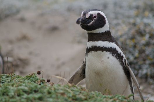 Magellanic penguin Spheniscus magellanicus in the Otway Sound and Penguin Reserve. Magallanes Province. Magallanes and Chilean Antarctic Region. Chile.