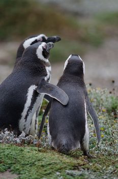 Magellanic penguins Spheniscus magellanicus in the Otway Sound and Penguin Reserve. Magallanes Province. Magallanes and Chilean Antarctic Region. Chile.