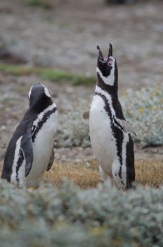 Magellanic penguin Spheniscus magellanicus calling. Otway Sound and Penguin Reserve. Magallanes Province. Magallanes and Chilean Antarctic Region. Chile.