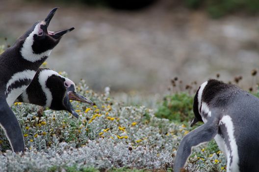 Magellanic penguins Spheniscus magellanicus face another couple. Otway Sound and Penguin Reserve. Magallanes Province. Magallanes and Chilean Antarctic Region. Chile.