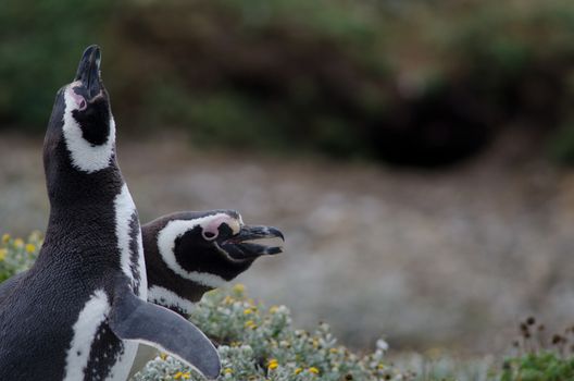 Magellanic penguins Spheniscus magellanicus face another couple. Otway Sound and Penguin Reserve. Magallanes Province. Magallanes and Chilean Antarctic Region. Chile.