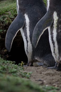 Detail of Magellanic penguins Spheniscus magellanicus. Otway Sound and Penguin Reserve. Magallanes Province. Magallanes and Chilean Antarctic Region. Chile.