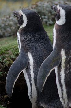 Magellanic penguins Spheniscus magellanicus in the Otway Sound and Penguin Reserve. Magallanes Province. Magallanes and Chilean Antarctic Region. Chile.