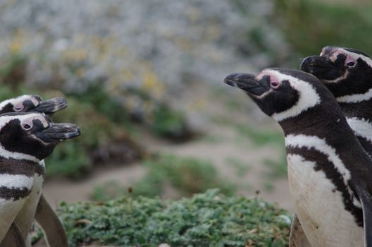 Pairs of Magellanic Penguins Spheniscus magellanicus face to face. Otway Sound Penguin Natural Reserve. Magellan province. Magellan and Chilean Antarctic region. Chile.