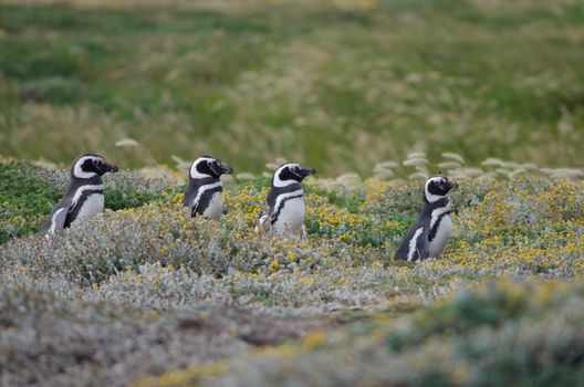 Magellanic penguins Spheniscus magellanicus walking to the sea. Otway Sound and Penguin Reserve. Magallanes Province. Magallanes and Chilean Antarctic Region. Chile.