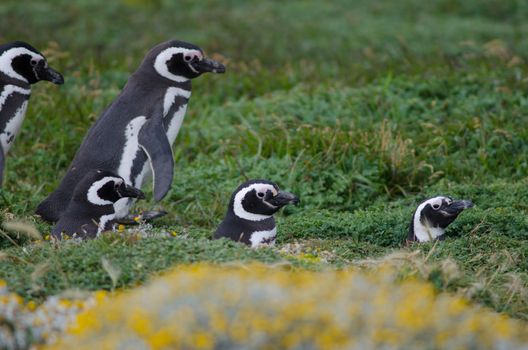 Magellanic penguins Spheniscus magellanicus walking to the sea. Otway Sound and Penguin Reserve. Magallanes Province. Magallanes and Chilean Antarctic Region. Chile.