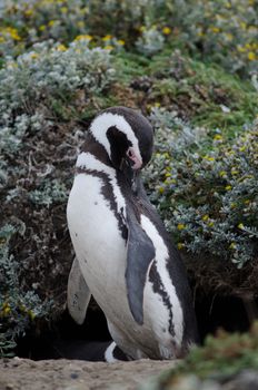 Magellanic penguin Spheniscus magellanicus preening. Otway Sound and Penguin Reserve. Magallanes Province. Magallanes and Chilean Antarctic Region. Chile.