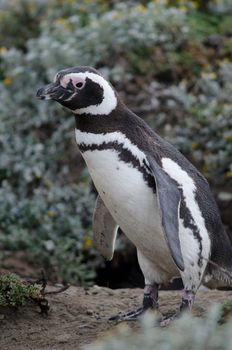 Magellanic penguin Spheniscus magellanicus in the Otway Sound and Penguin Reserve. Magallanes Province. Magallanes and Chilean Antarctic Region. Chile.