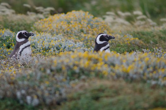 Magellanic penguins Spheniscus magellanicus walking to the sea. Otway Sound and Penguin Reserve. Magallanes Province. Magallanes and Chilean Antarctic Region. Chile.