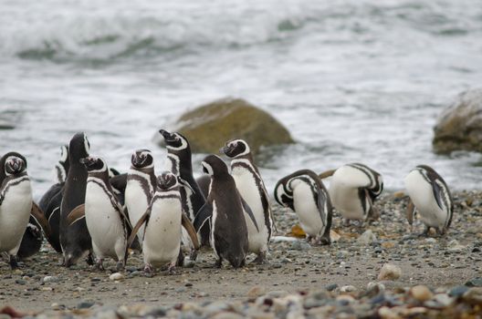 Magellanic penguins in the Otway Sound and Penguin Reserve. Magallanes Province. Magallanes and Chilean Antarctic Region. Chile.