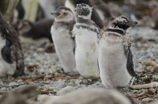 Juveniles Magellanic penguins Spheniscus magellanicus moulting their plumage. Otway Sound and Penguin Reserve. Magallanes Province. Magallanes and Chilean Antarctic Region. Chile.