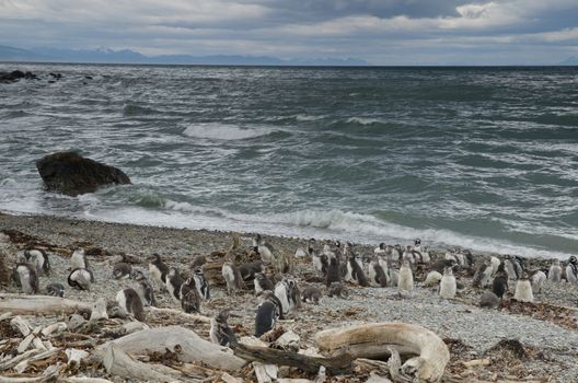 Chicks of Magellanic penguin Spheniscus magellanicus. Otway Sound and Penguin Reserve. Magallanes Province. Magallanes and Chilean Antarctic Region. Chile.