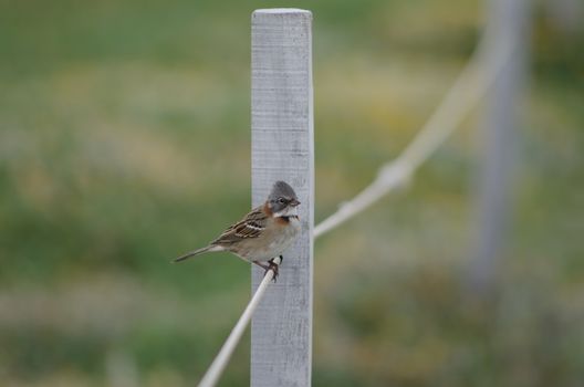 Rufous-collared sparrow Zonotrichia capensis perched on rope. Otway Sound and Penguin Reserve. Magallanes Province. Magallanes and Chilean Antarctic Region. Chile.