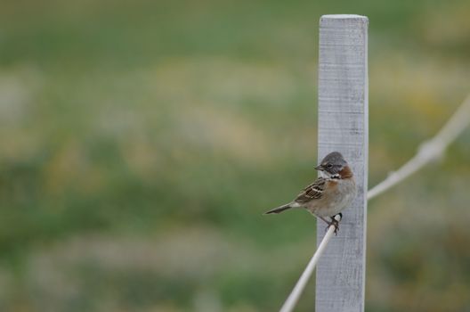 Rufous-collared sparrow Zonotrichia capensis perched on rope. Otway Sound and Penguin Reserve. Magallanes Province. Magallanes and Chilean Antarctic Region. Chile.