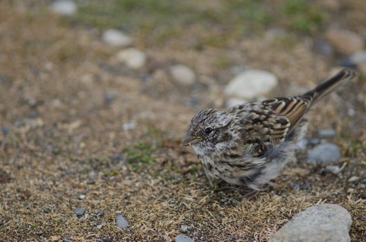 Juvenile rufous-collared sparrow Zonotrichia capensis eating on the ground. Otway Sound and Penguin Reserve. Magallanes Province. Magallanes and Chilean Antarctic Region. Chile.