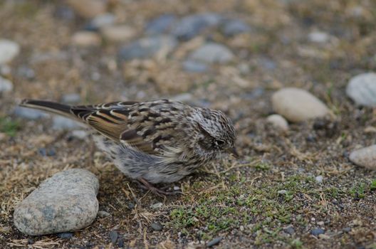 Juvenile rufous-collared sparrow Zonotrichia capensis eating on the ground. Otway Sound and Penguin Reserve. Magallanes Province. Magallanes and Chilean Antarctic Region. Chile.